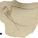 Illustration for article titled Exciting News: This Pterosaur Fossil May Be Full of Crap!